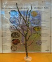 04 Flechtendiversitaet - GS